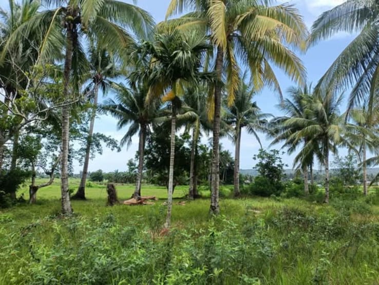 Rice field, 3.11 hectares, titled, along the highway, Uson