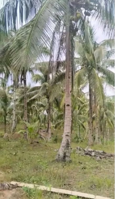 Farm land, 6 hectares at ₱200,000 per hectare, Esperanza