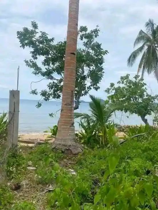 Titled beach lot, 350 sqm, Brgy. Miaga, Uson