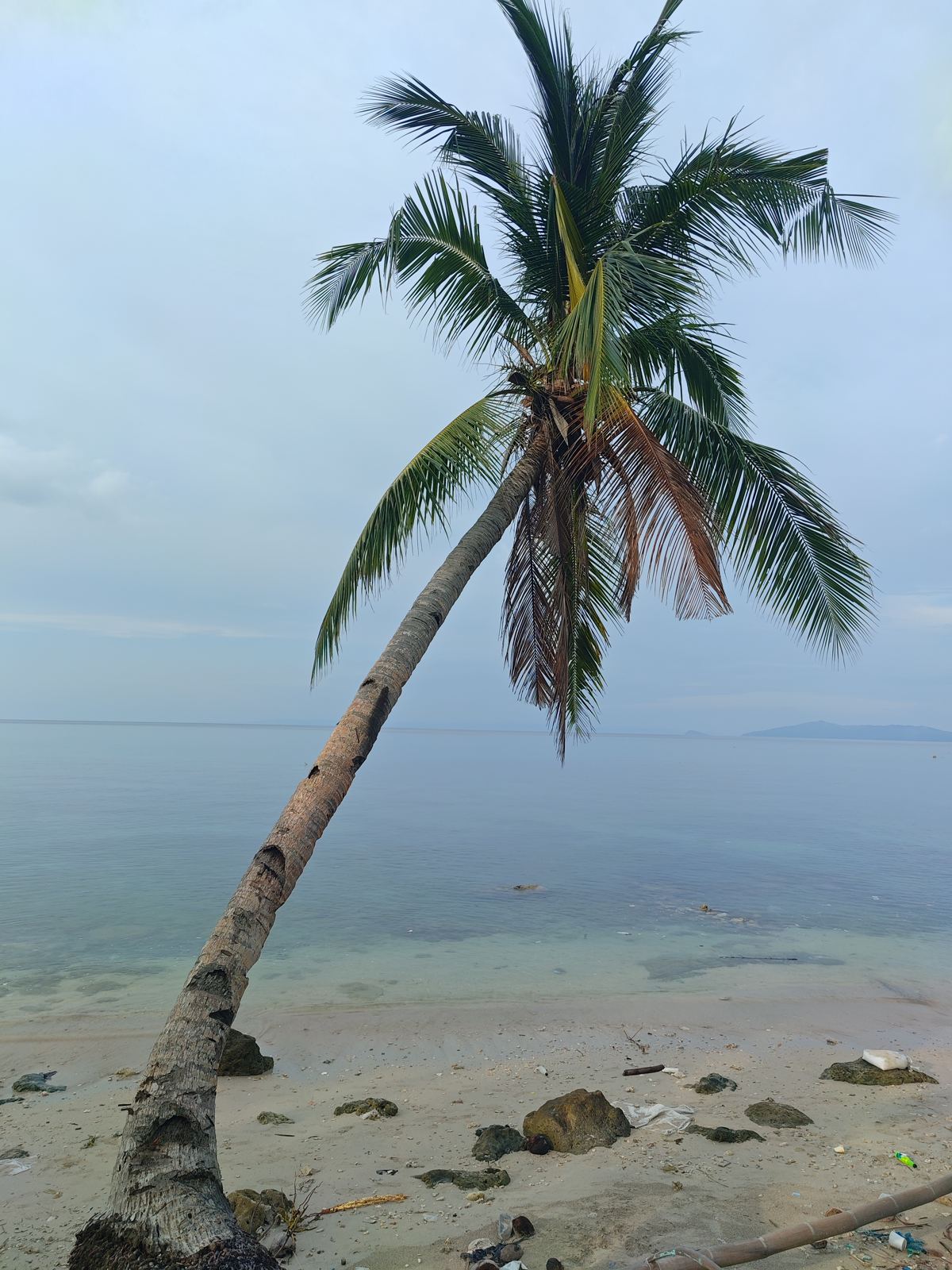 A leaning coconut palm over the shore, Masbate Island
